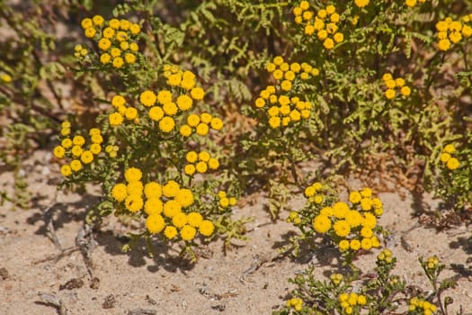 Yellow Button Flowers (Cotula leptalea) in the Namaqua National Park, South Africa