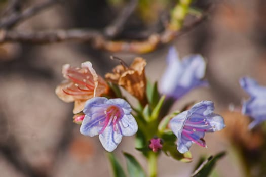 The characteristic pink and blue flowers of the Pyjama Bush (Lobostemon fruticosus). The medicinal qualities of this plant contributes to its other name eight day healing bush