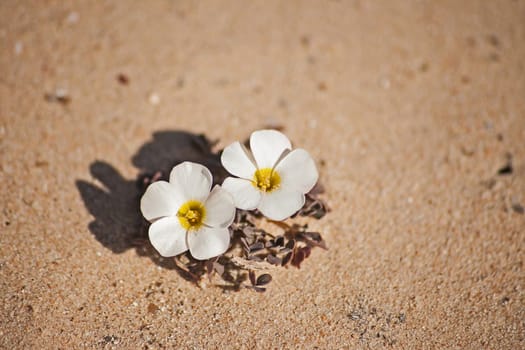 Wood-Sorrel (Oxalis adenodes) in the Namaqua National Park. South Africa