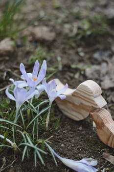 Spring background with flowering violet crocuses flowers in early spring.