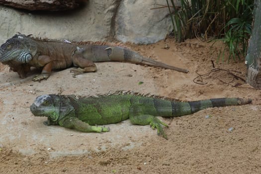 Iguanas in the Loro Parque de Tenerife Canary Islands Spain