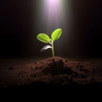 Seedling are growing from the rich soil to the morning sunlight that is shining, ecology concept. black background, new life concept, young plant growth in dirt copy space space for text
