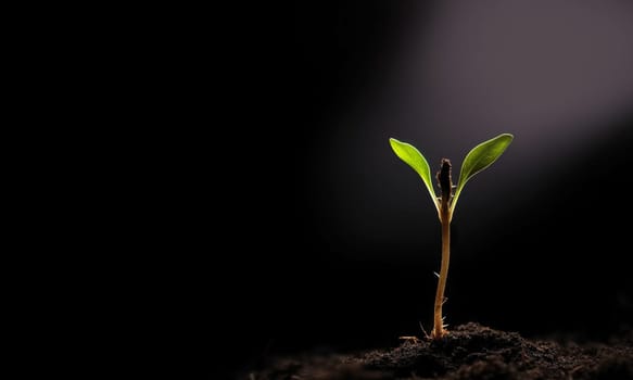 Seedling are growing from the rich soil to the morning sunlight that is shining, ecology concept. black background, new life concept, young plant growth in dirt copy space space for text