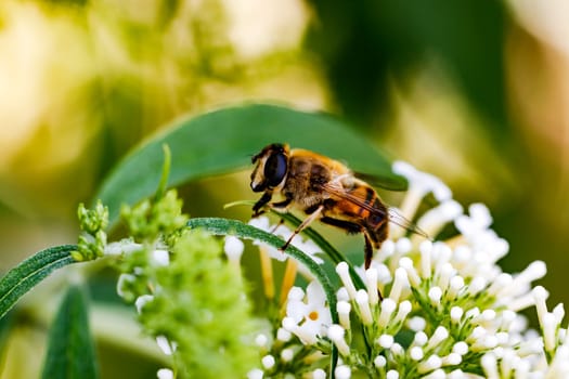 Macro shot of honey bee sitting on a stem of a white blooming flower