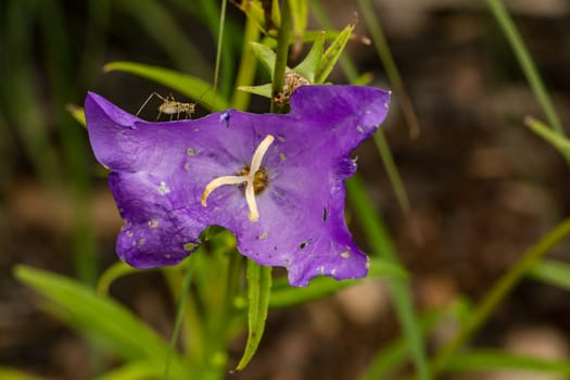 Inflorescence of a purple three mast flower (eye of god) with an insect, cut out in garden