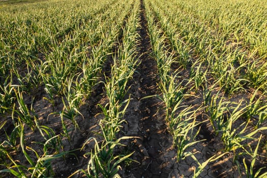 Many rows of organic garlic crops growing in brown rich soil at sunset, moving gently with spring breeze, enrich air with strong perfume.
