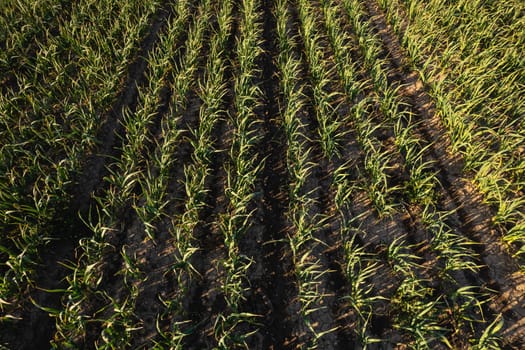 Many rows of organic garlic crops growing in brown rich soil at sunset, moving gently with spring breeze, enrich air with strong perfume.