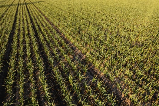 Many rows of organic garlic crops growing in brown rich soil at sunset, moving gently with spring breeze, enrich air with deep fragrance.