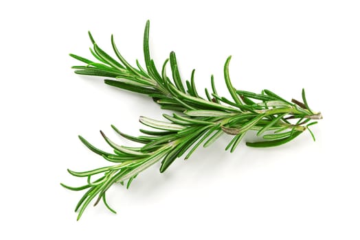 Fresh green sprig of rosemary isolated on a white background. green natural spices