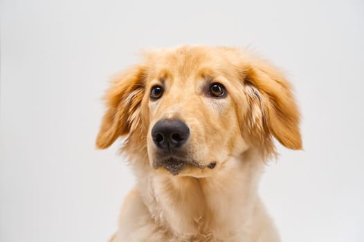 Portrait of beautiful golden hovawart dog isolated. six month old hovawart blonde puppy portrait in studio