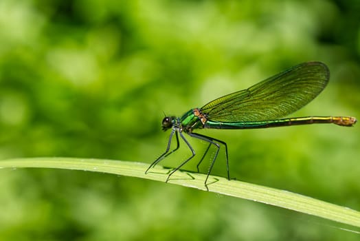 green dragonfly close up. Macro shots nature scene dragonfly. green dragonfly in the nature habitat. Calopteryx splendens male