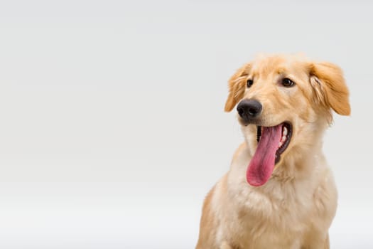 Portrait of beautiful golden hovawart dog isolated. six month old hovawart blonde puppy portrait in studio. dog with tongue hanging out