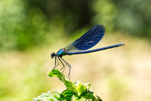 Black, Blue dragonfly close up SOA deep blue dragonfly sits on the grass dragonfly in nature habitat. insect dragonfly close up macro