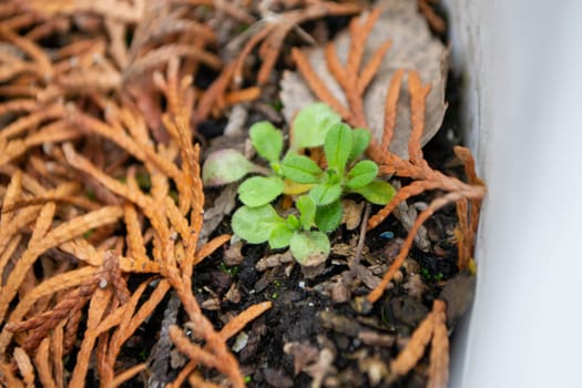 A plant that is in a container with some leaves and twigs. High quality photo