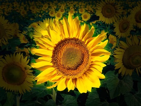 Farm field of blooming yellow sunflower flowers. Yellow sunflower petals. Bouquet of flowers. Flowering period. Seeds of the plant Helianthus. Template for text. Beautiful background.