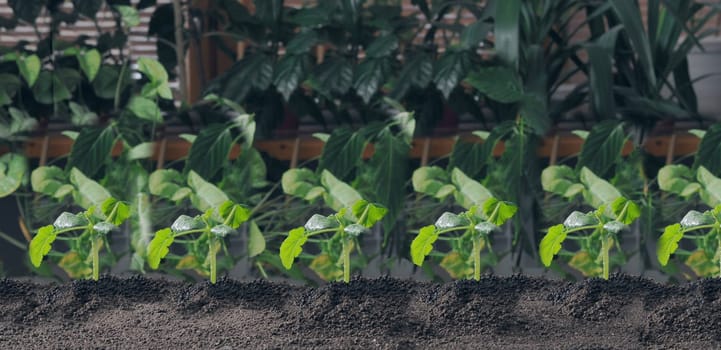 Young sprouts of pumpkin against the background of green domestic plants.The concept of growing seedlings at home.Theme of agriculture and spring preparatory plantingung small sprout plant growing