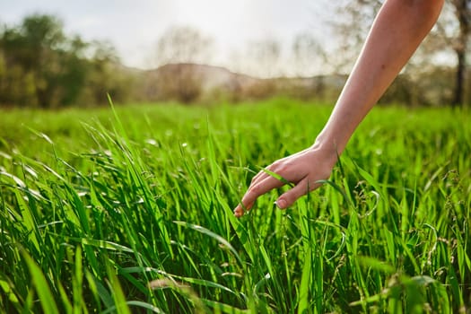 Woman, hand, nature, grass, field, sunset, sun. High quality photo