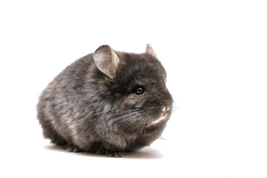 Black cute chinchilla on a white background. Furry pet