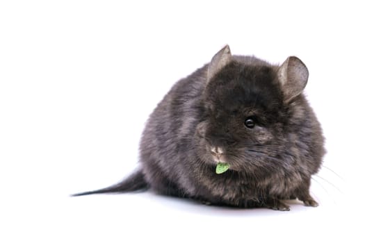 cute gray chinchilla eats on a white background. Home furry animal from rodents.