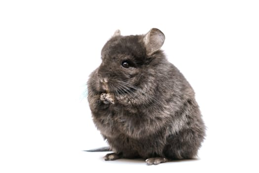 Black cute chinchilla on a white background. Furry pet