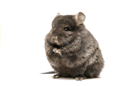 Black cute chinchilla on a white background. Furry pet