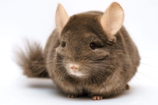 cute fluffy brown chinchilla on a white background, pet rodent animal