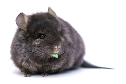 cute gray chinchilla eats on a white background. Home furry animal from rodents.