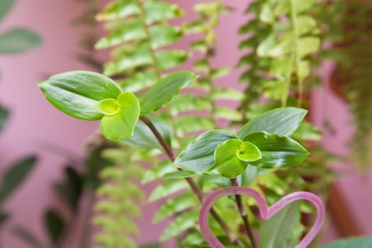 Green small leaves of a home flower close-up. In the background, green plants are out of focus. There is free copy space. Warm soft daylight.