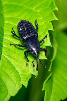 Image of banana root borer beetle (Cosmopolites sordidus) on green leaves on a natural background. Insect. Animal.