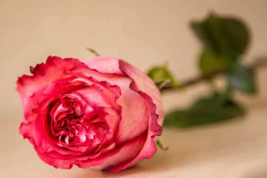 A pretty, natural, scarlet rose lies on a beige surface. The bud is directed at the viewer. The stem and leaves are out of focus.