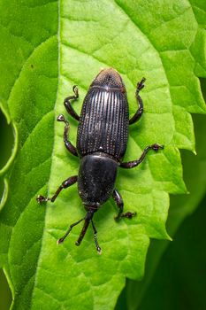 Image of banana root borer beetle (Cosmopolites sordidus) on green leaves on a natural background. Insect. Animal.