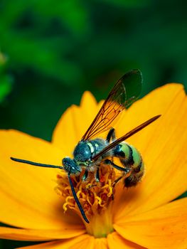 Image of Beewolf or Beewolves(Philanthus) on yellow flower on a natural background. Are bee-hunters or bee-killer wasps., Insect. Animal.