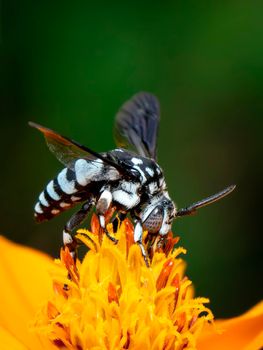 Image of neon cuckoo bee (Thyreus nitidulus) on yellow flower pollen collects nectar on a natural background. Insect. Animal.