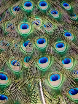 Image of a peacock feathers. wild animals.