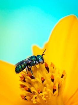 Image of Ceratina (Pithitis) smaragdula on yellow flower pollen collects nectar on a natural background. Bee. Insect. Animal.