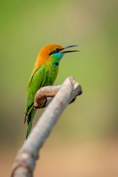 Image of Green Bee-eater bird(Merops orientalis) on a tree branch on nature background. Bird. Animals.