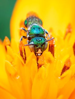 Image of Ceratina (Pithitis) smaragdula on yellow flower pollen collects nectar on a natural background. Bee. Insect. Animal.