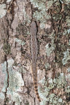Image of camouflage lizard (hemidactylus platyurus) on tree. Insect. Animal.