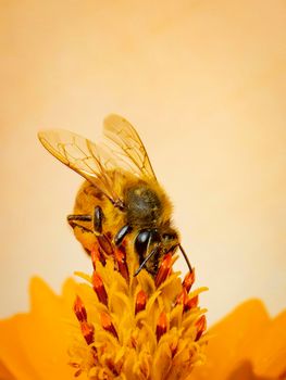 Image of bee or honeybee on yellow flower collects nectar. Golden honeybee on flower pollen with space blur background for text. Insect. Animal