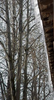 Icicles hang from the roof of a wooden house on a warm sunny day. Against the background of a gray sky, branches of a tall tree. Abnormal weather concept. New Year's and Christmas is over.