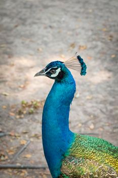 Image of a peacock head on nature background. wild animals.
