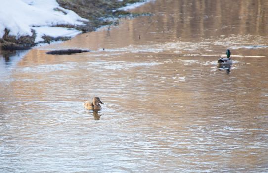 Winter landscape two ducks swim along a small river. Snow lies on the shore with grass. A smooth stream of water with white waves and ripples.