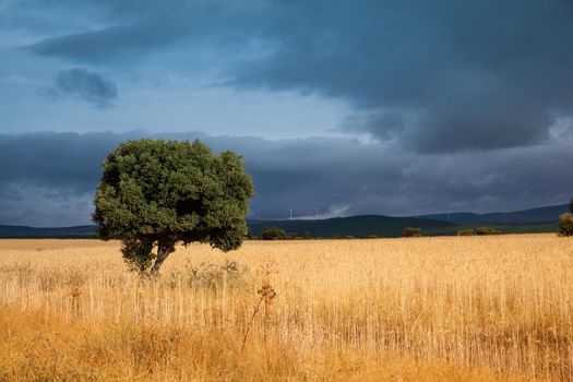 Ears of corn in the spanish field