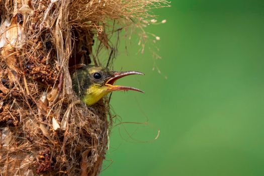 Image of baby birds are waiting for the mother to feed in the bird's nest on nature background. Bird. Animals.