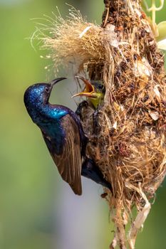 Image of Purple Sunbird (Male) feeding baby bird in the bird's nest on nature background. (Cinnyris asiaticus). Bird. Animals.