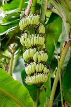 Green raw banana on banana tree in garden in thailand. 