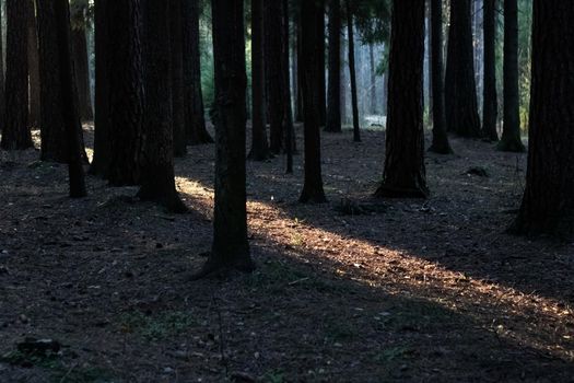 Ray of sun in a dark dense forest in autumn