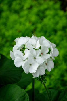 Image of beautiful white geranium flowers, Pelargonium x hortorum L.H.Bail (Geraniaceae) in the garden.