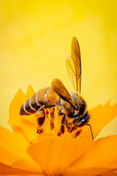 Image of little bee or dwarf bee(Apis florea) on yellow flower collects nectar with space blur background for text. Insect. Animal