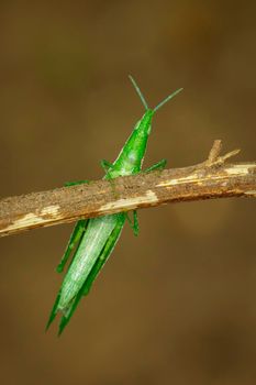 Image of Slant-faced or Gaudy Grasshopper on brown branch on nature background. Insect. Animal